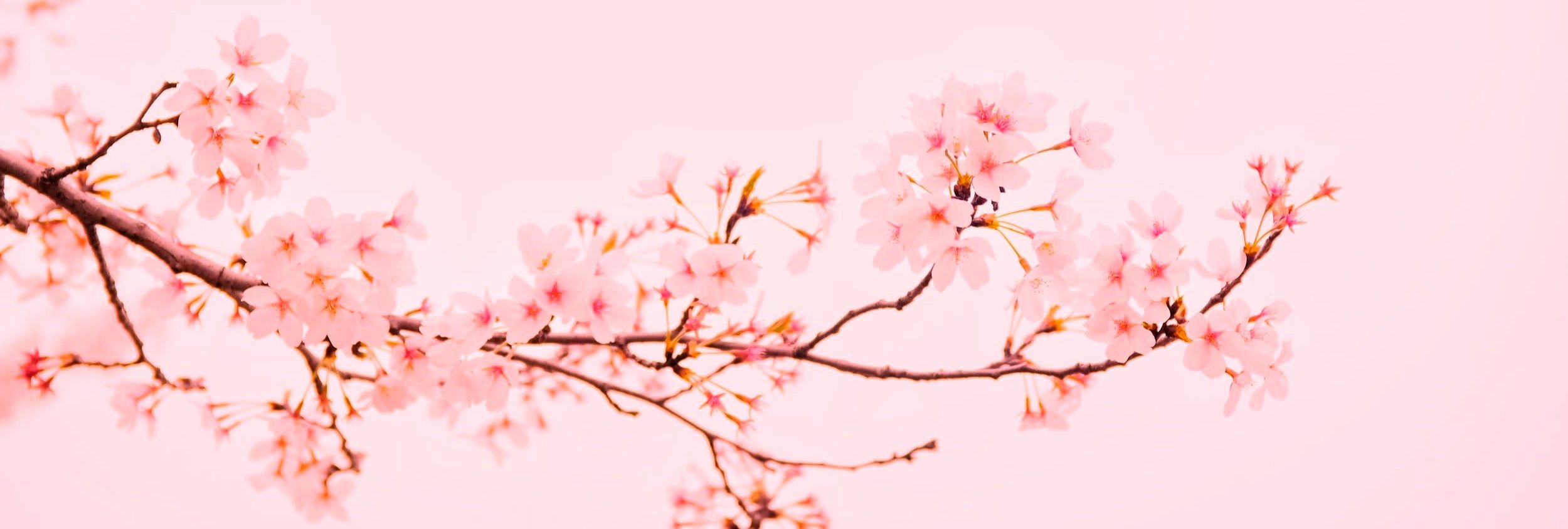 Cherry blossom branch on a pale pink background