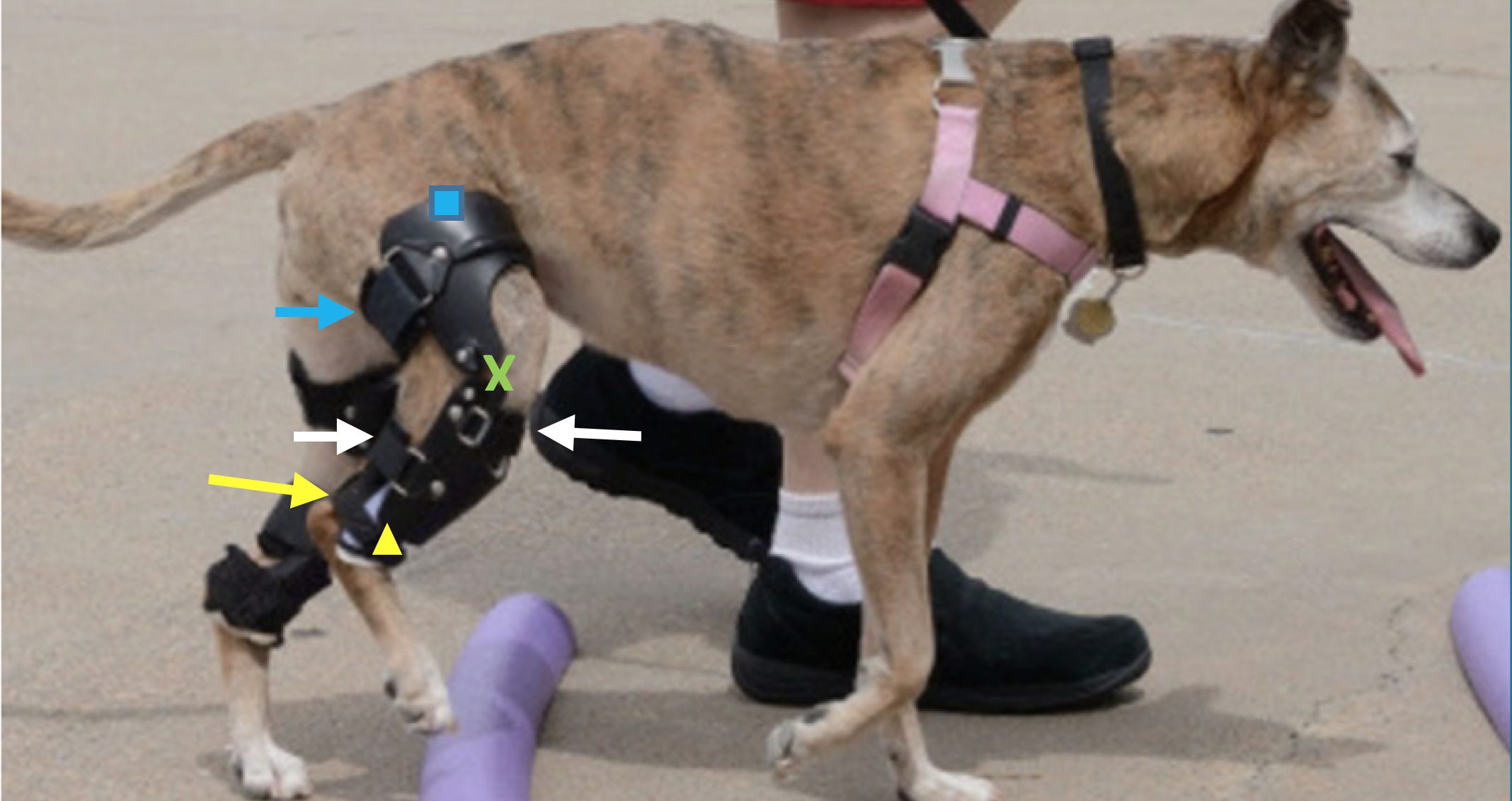 Brace For Dogs Best Dog Knee Brace Performance Dog Knee Brace CCL