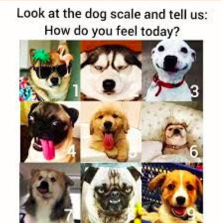 0417 dog scale.png