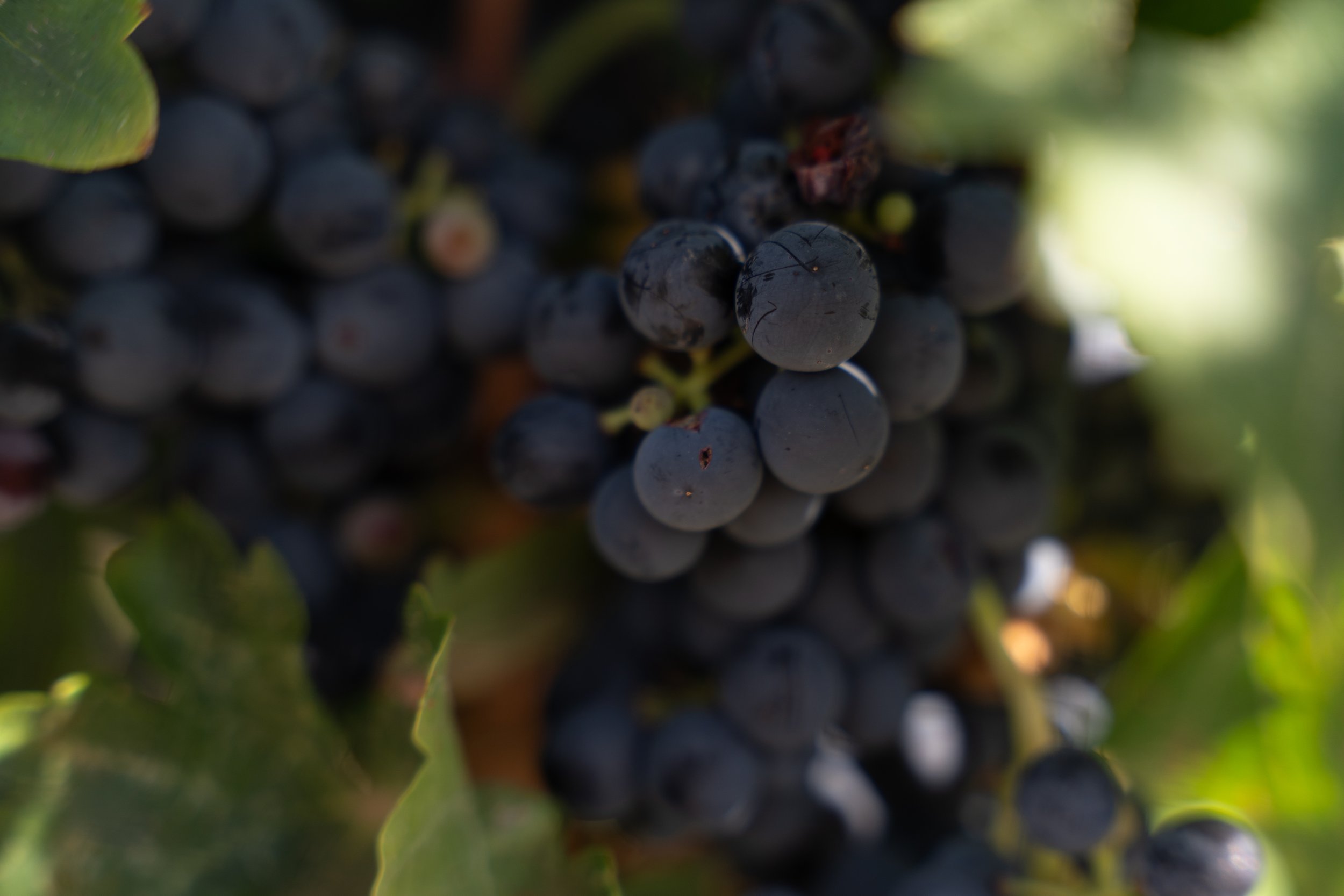Oak Creek Vineyard, Cornville AZ
