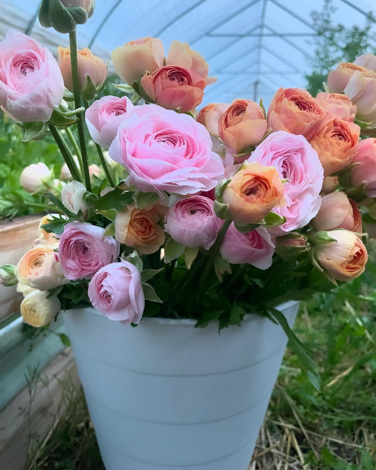 Sometimes I can&rsquo;t believe that I grew these flowers. These colors have been out of this world! I think I finally hit my growing stride with ranunculus&mdash;understanding when to  pre-sprout, plant and harvest. Now once they have died back, I w