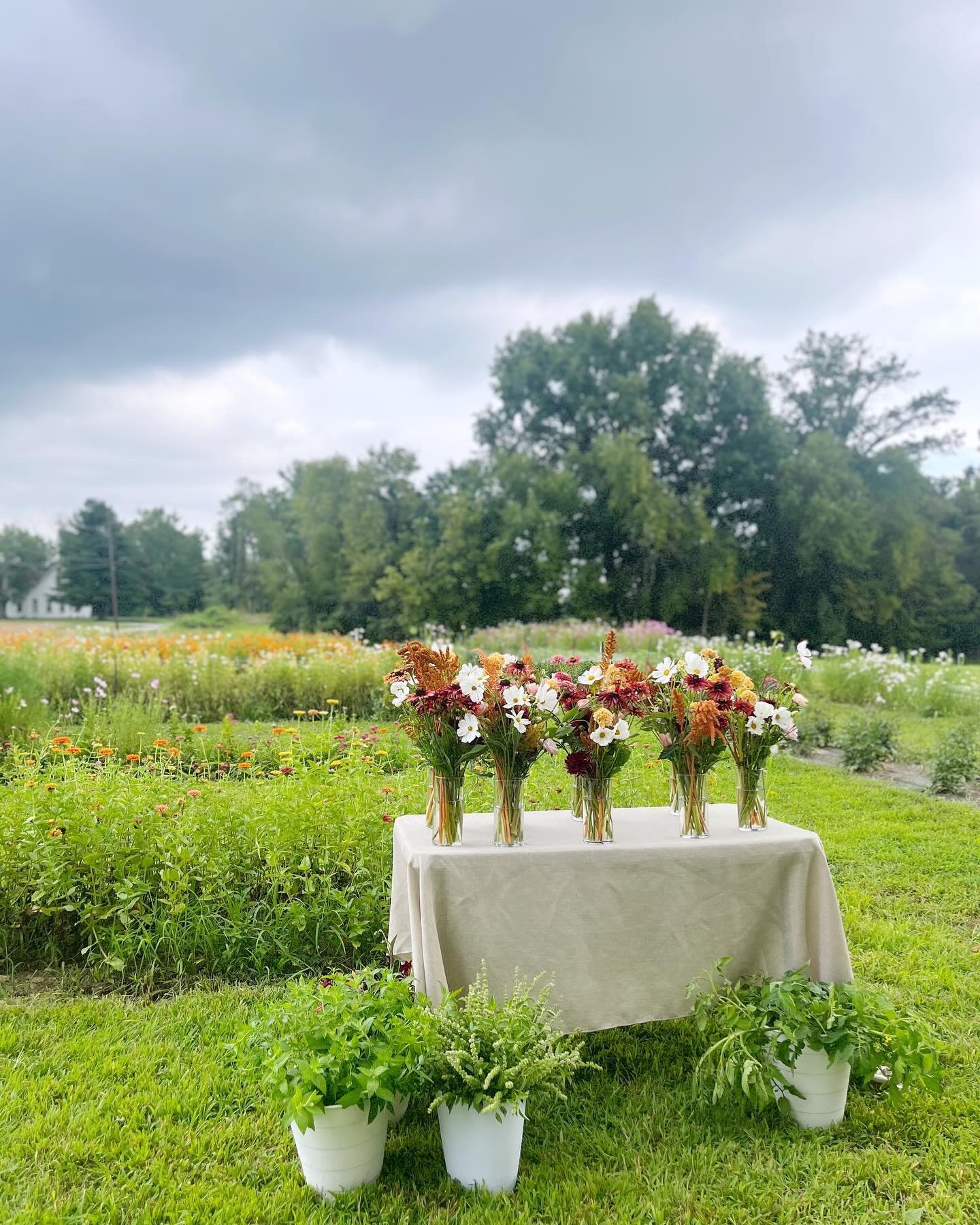 A little housekeeping post!

I have been getting a lot of inquiries for flower picking, small gatherings and photography sessions. Here is an overview of what to expect the next few months at the farm:
-U-Pick: Fingers crossed we can start mid-July. 