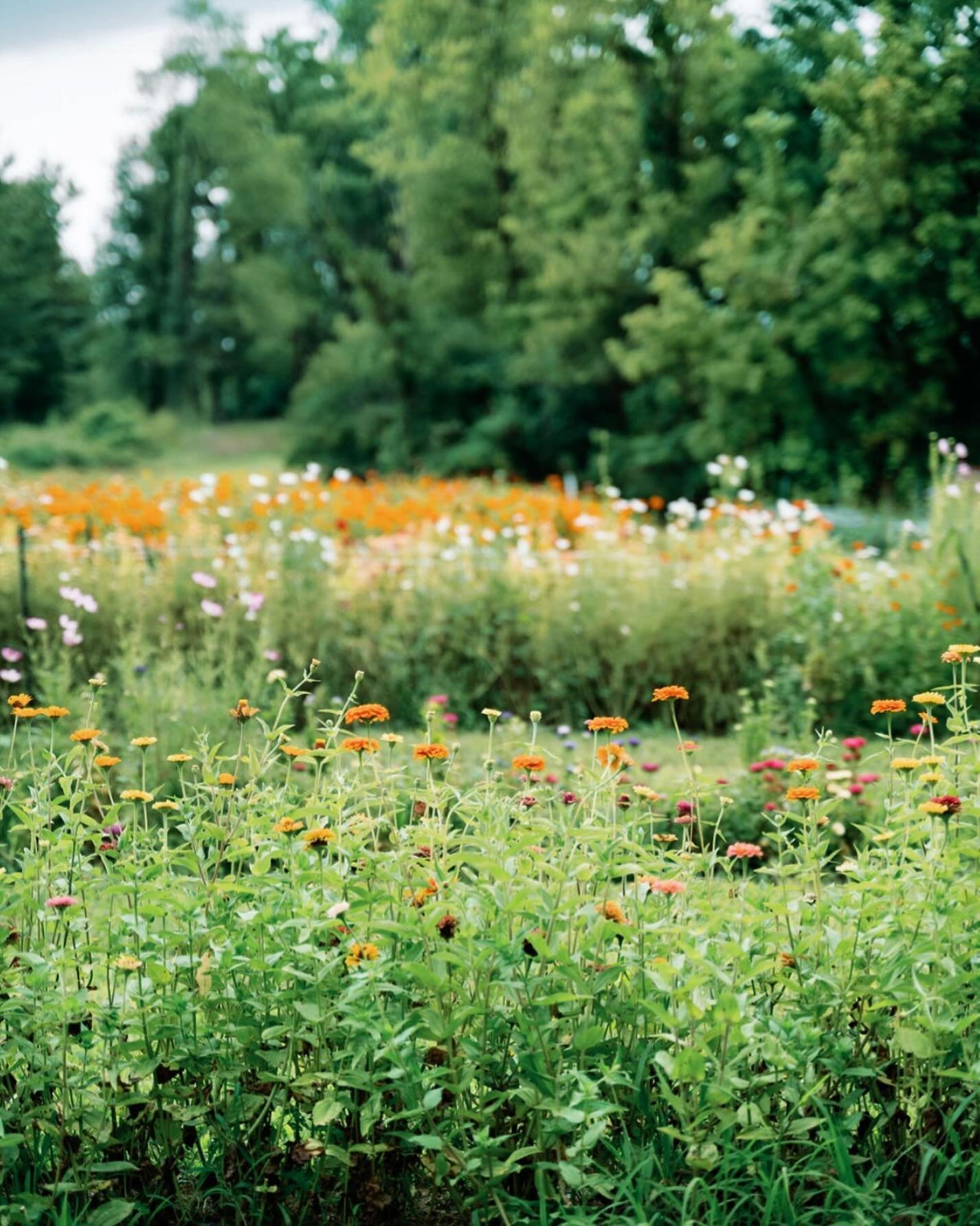 Our spring season is officially over, so things will be a little quiet on here until July. We will, however, be working hard behind the scenes getting every seedling in the ground planted and cared for until then✨

Can&rsquo;t wait!