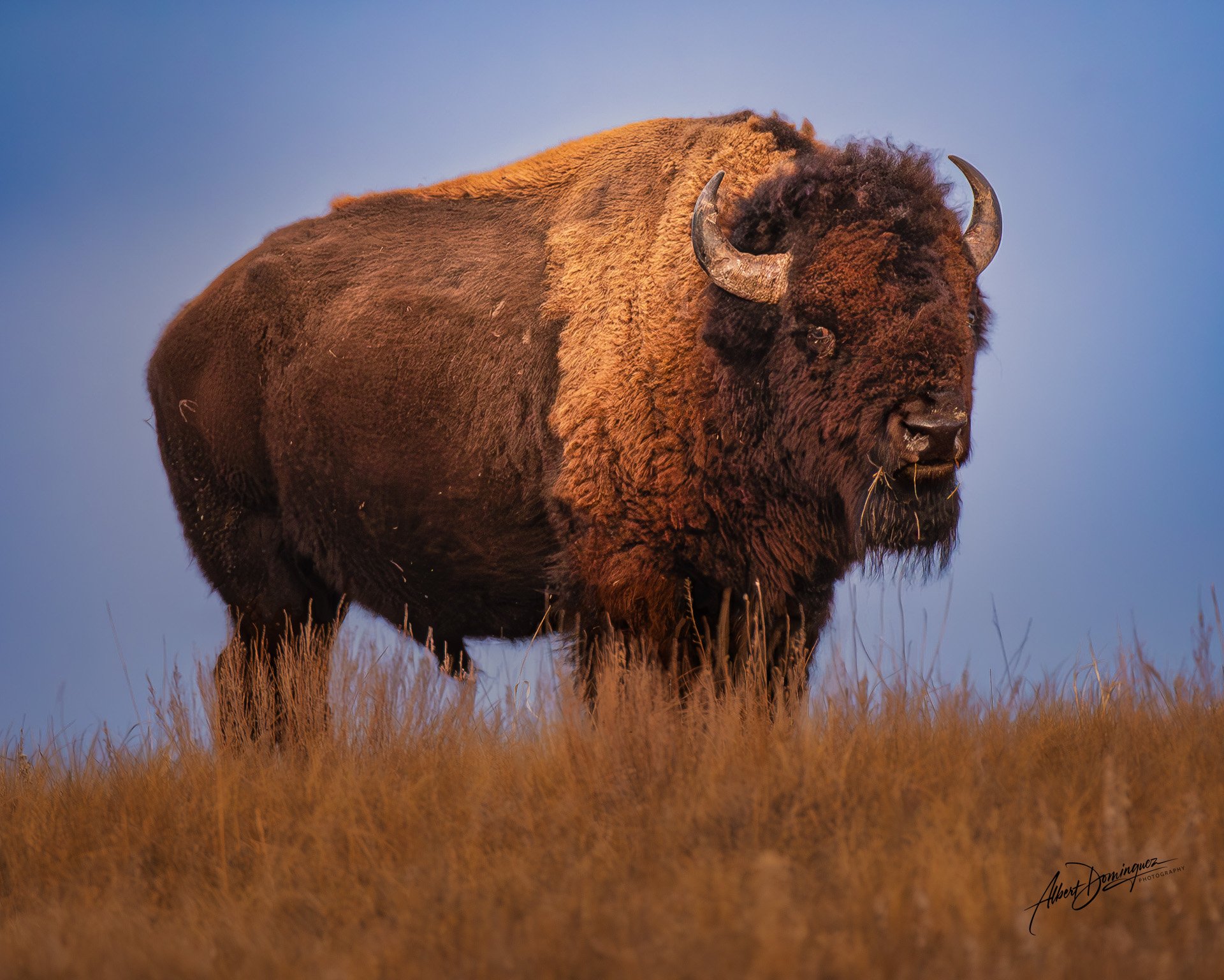 Albert Dominguez.jpg