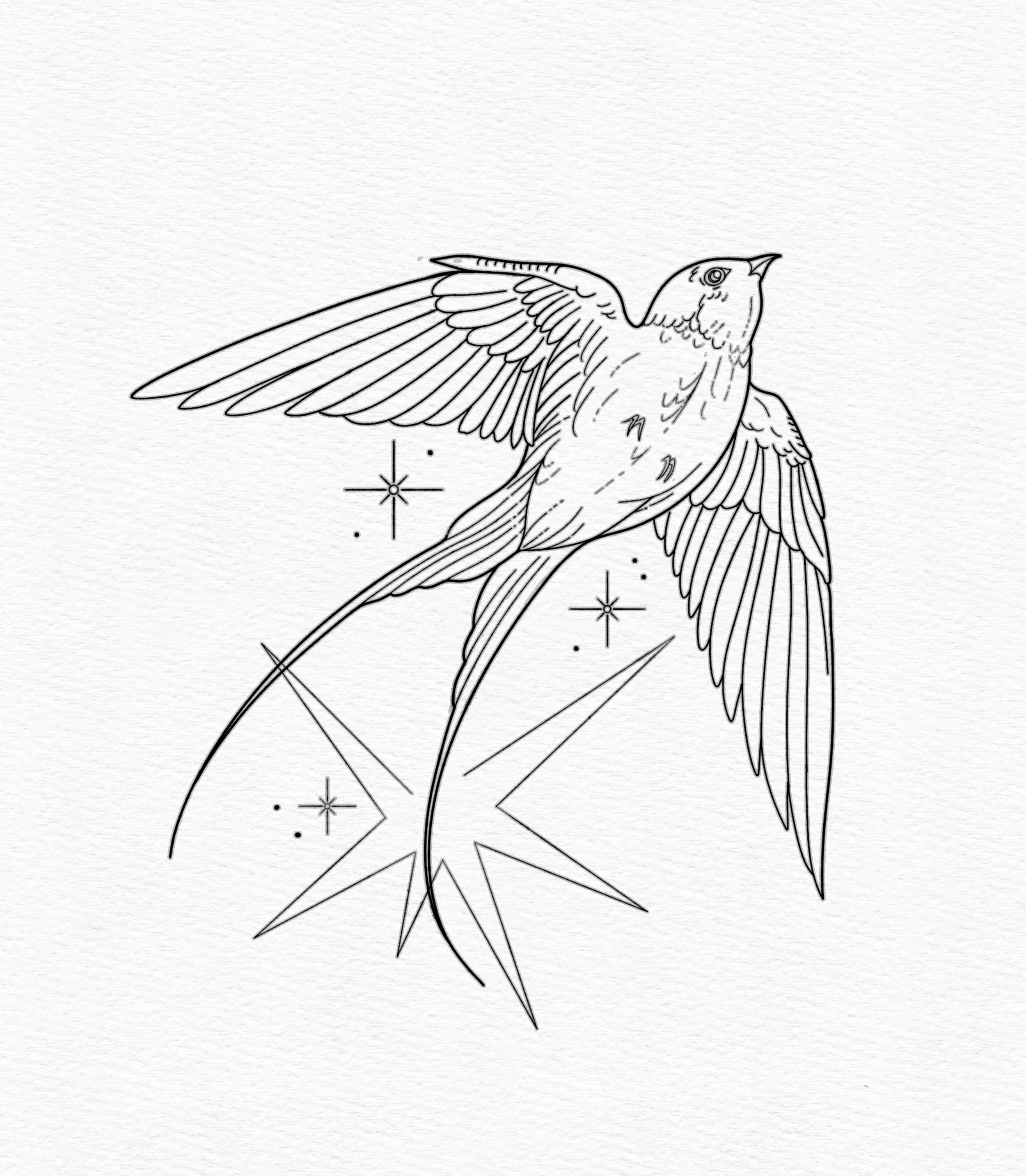 Swallow.jpeg