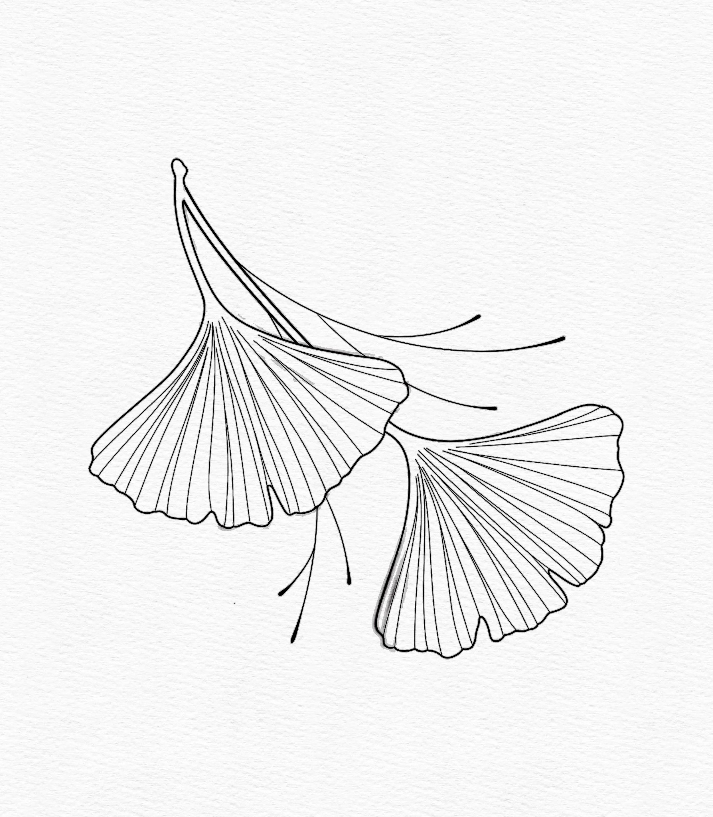 Gingko Leaves.jpg
