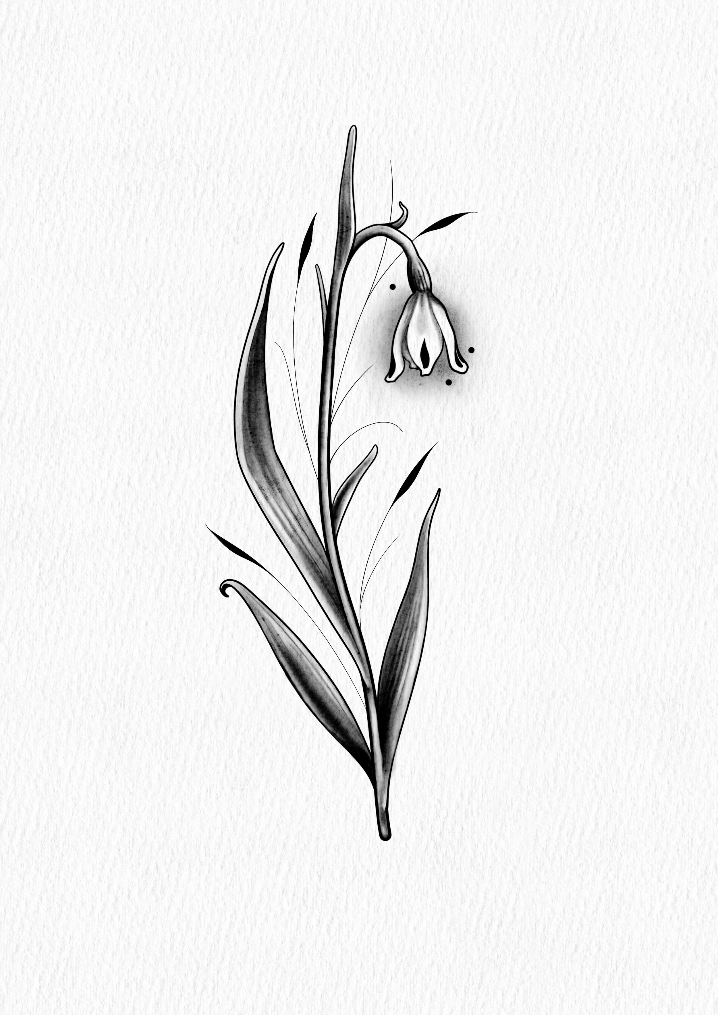 Snowdrop