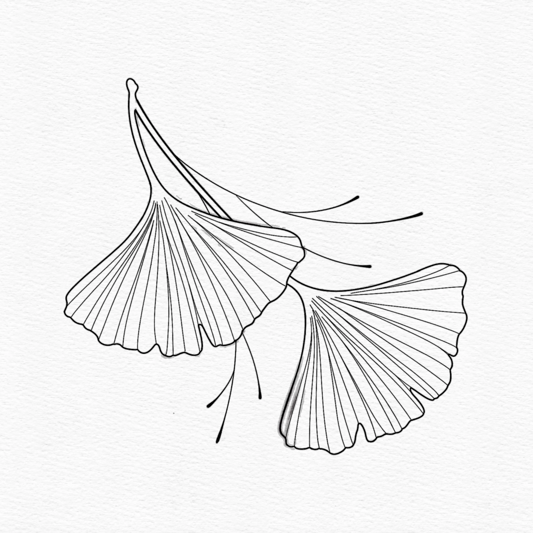 "GINGKO LEAVES"
(Minimum size 3" x 3")
Repeatable.