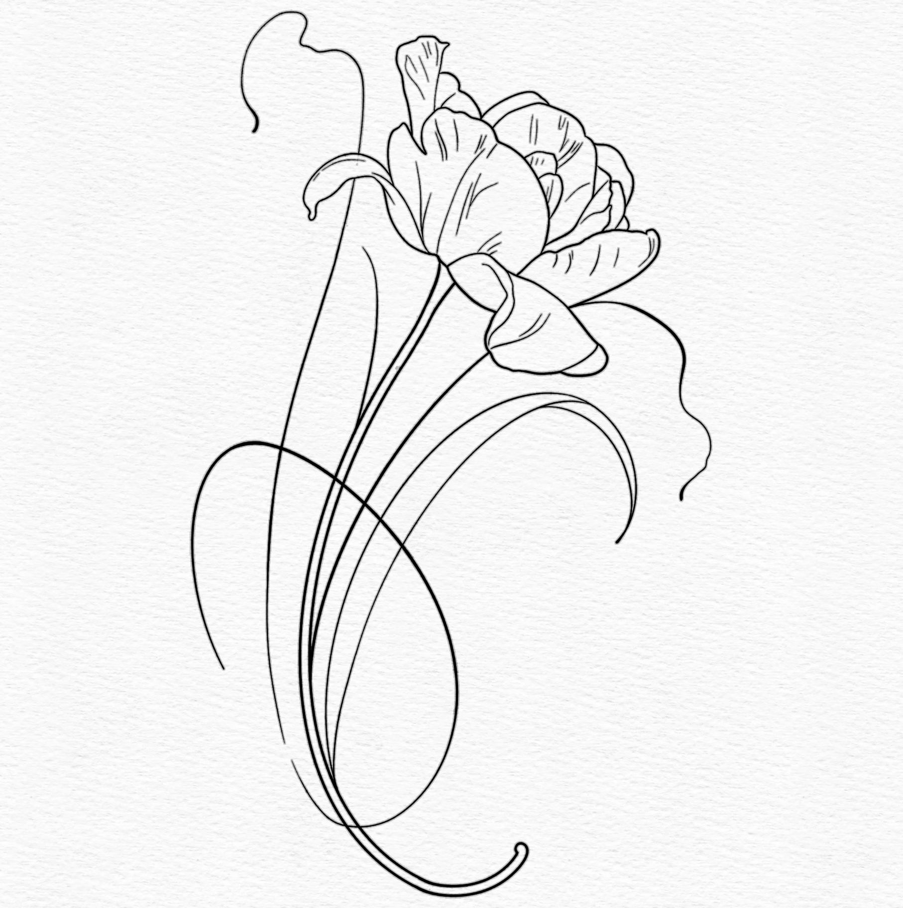 "TULIP"
(Minimum size 5" x 3.5")
Non-repeatable.
