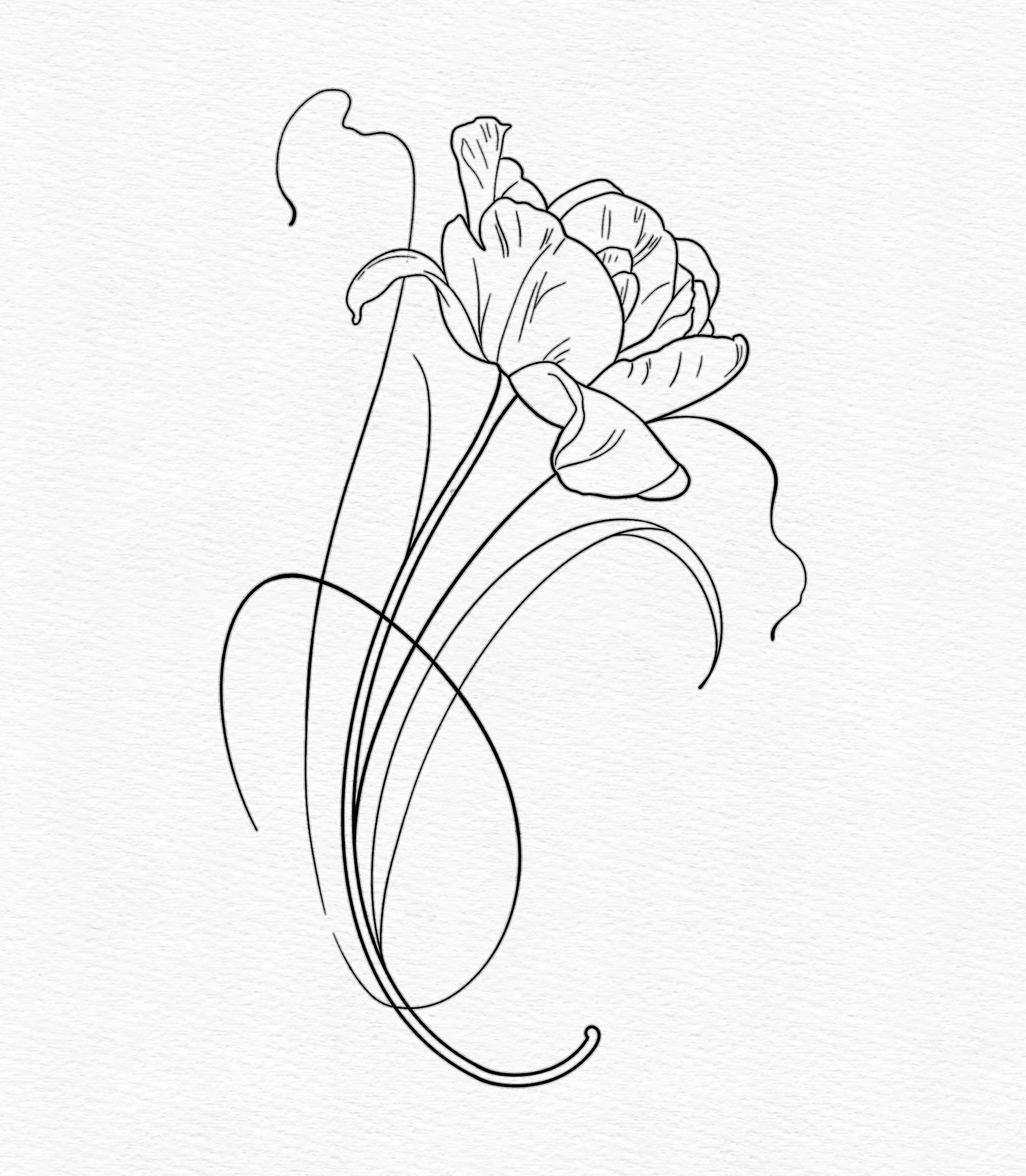 Tulip 2.jpeg