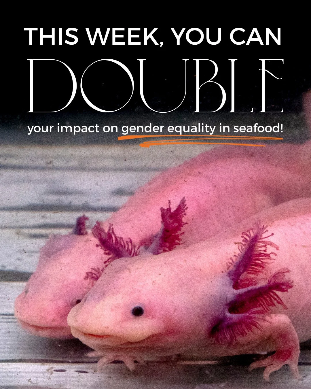 This week only, your impact can go twice as far! 🧡🧡⁠
⁠
An anonymous donor will match all donations up to $1,000 total, helping SAGE continue building a seafood sector where everyone belongs.⁠
⁠
Your contribution helps immensely, from opening seats 