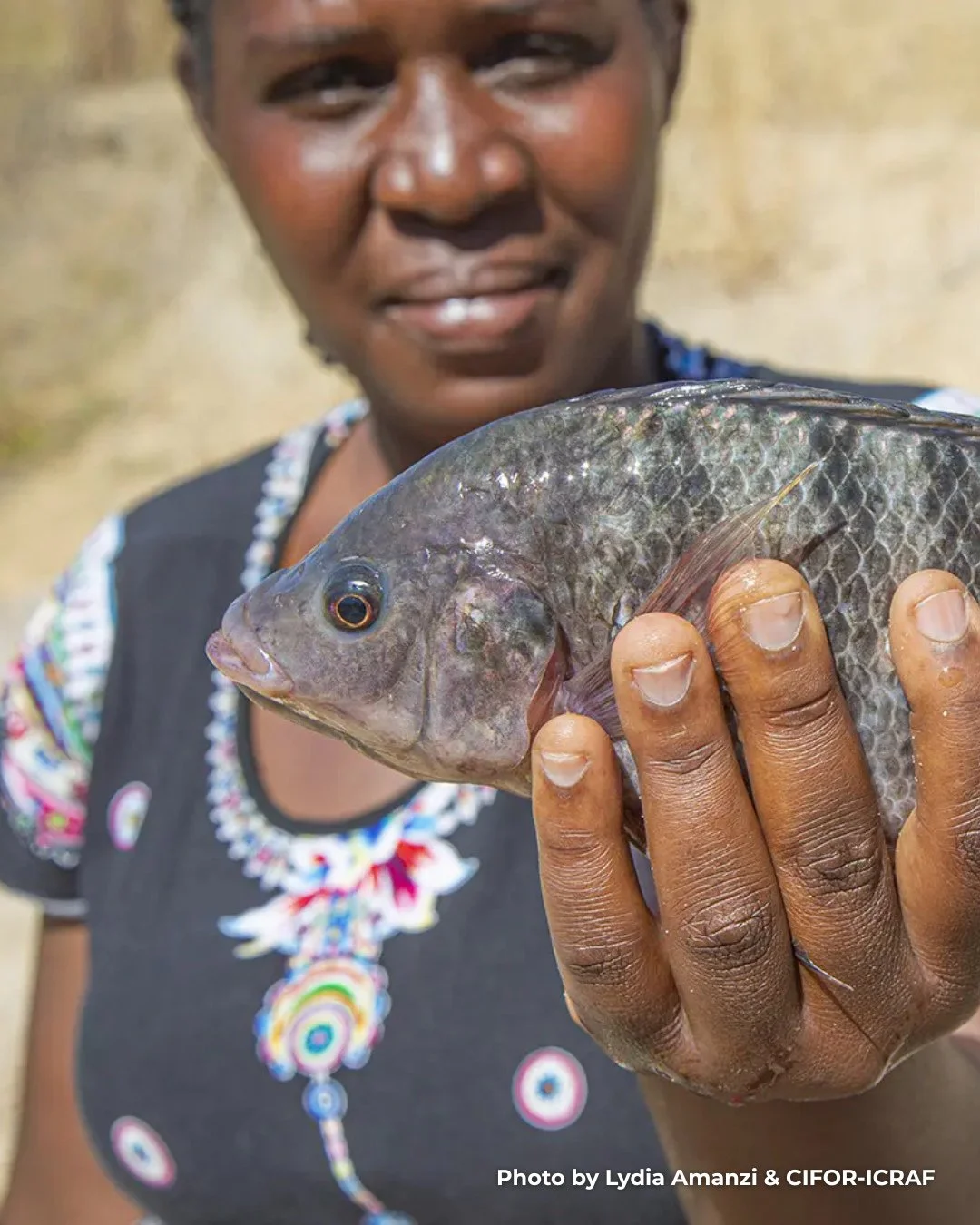 The transition to tilapia farming in Zambia&rsquo;s Nyawa chiefdom is being led by women who wanted something more dependable for their families. 🐟⁠
⁠
Wildlife was moving farther from the community, illegal hunting was rising, and the main source of