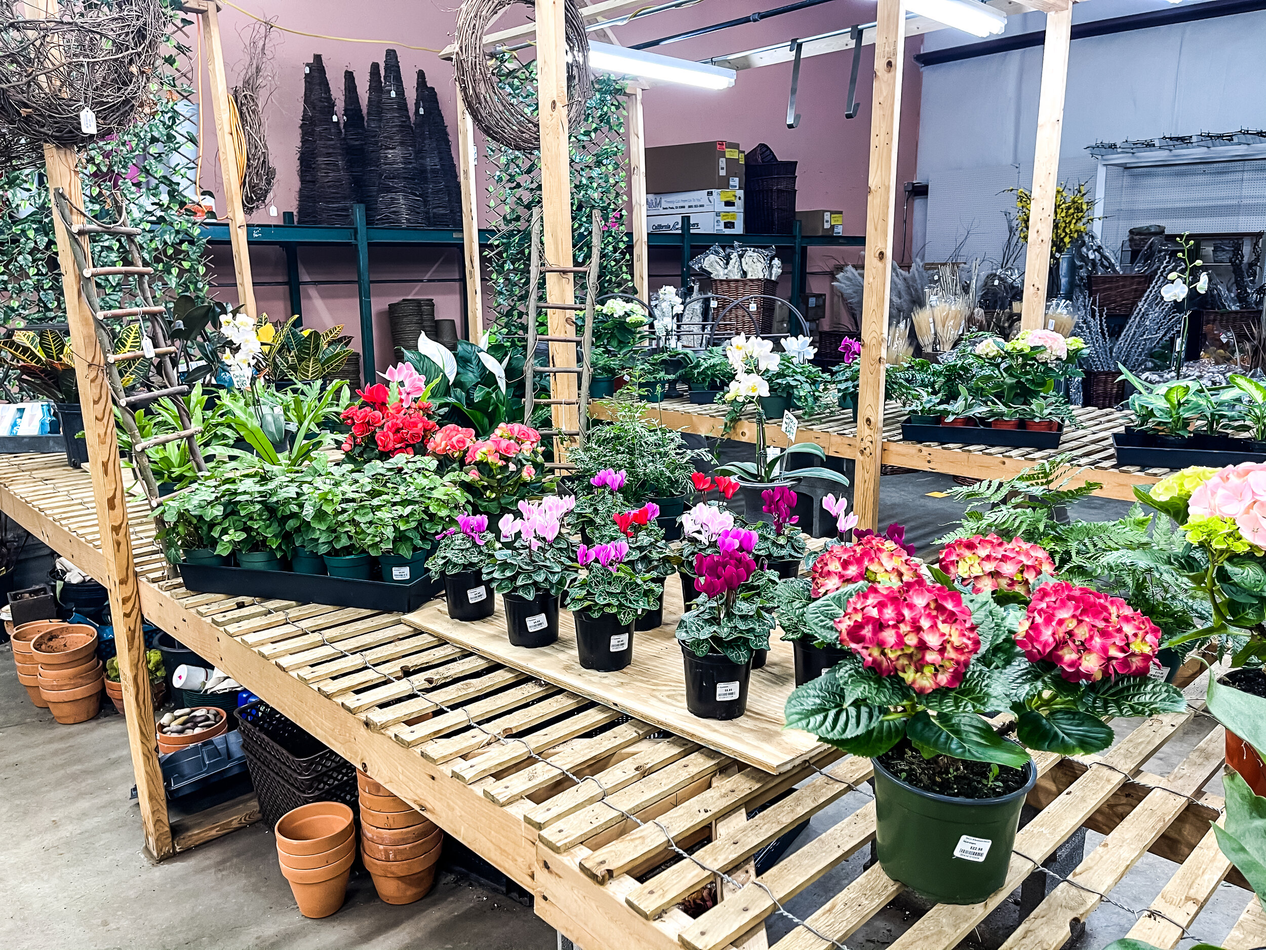 New Arrivals — Davis Wholesale Florist