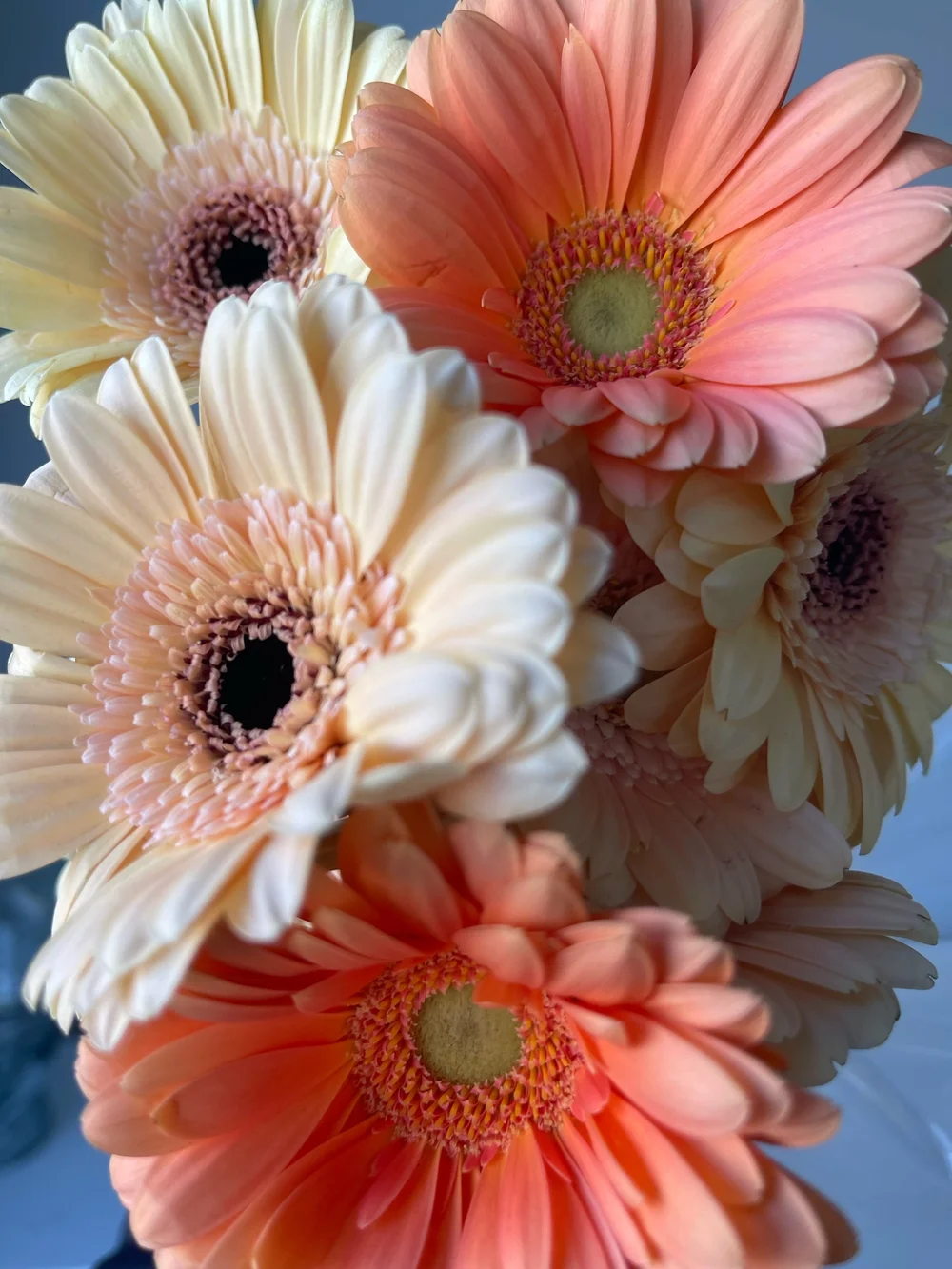 Peach Gerbera Daisy