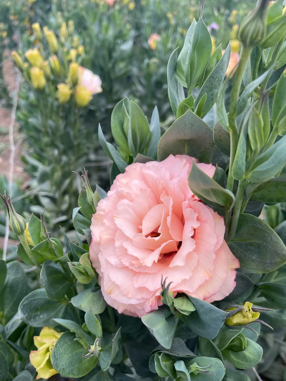 Lisianthus Joseph &amp; Sons