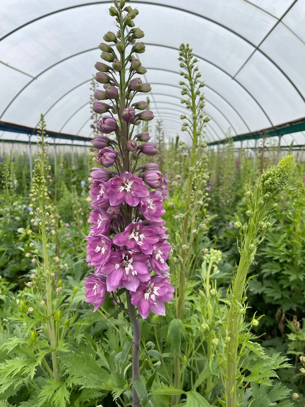 Mauve Delphinium