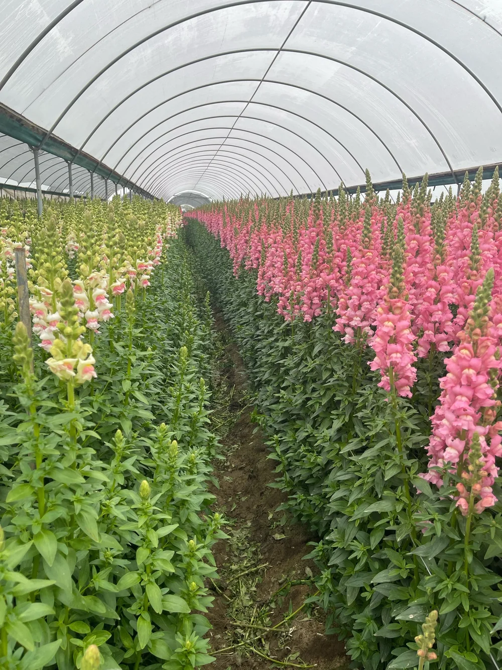 6' Snapdragons