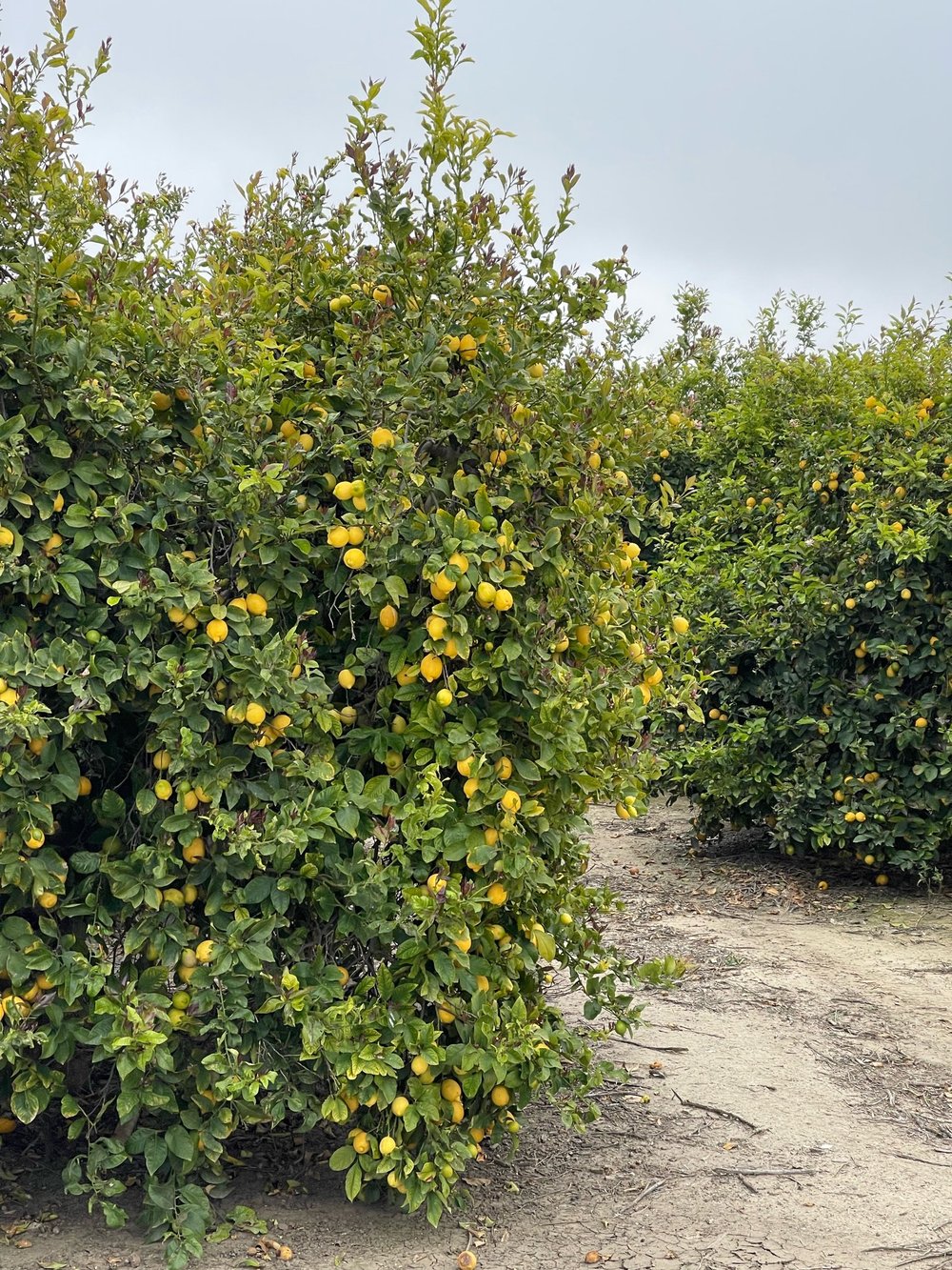 Lemon Trees