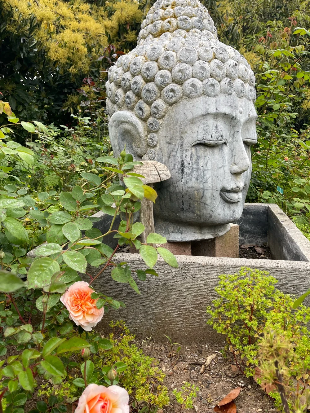 Boutique Garden Rose Farm