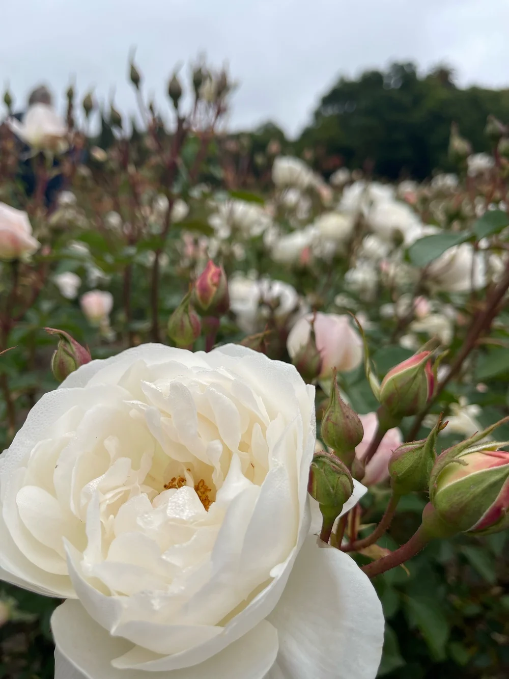 White Garden Rose
