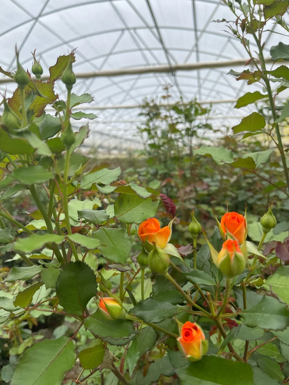 Spray Rose at Myriad Flower Farm
