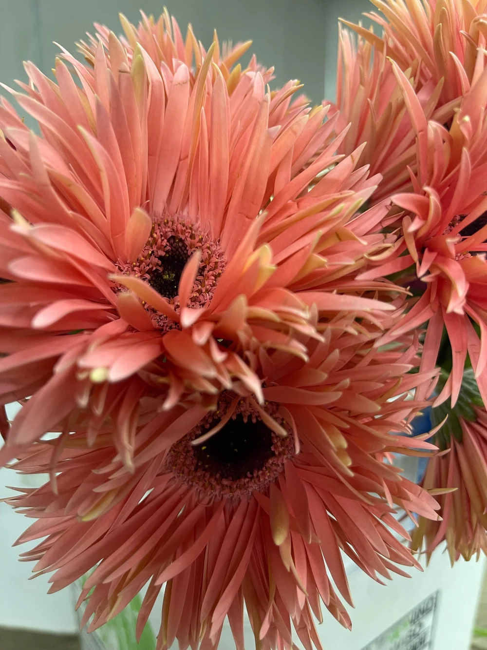 Gerbera Daisy