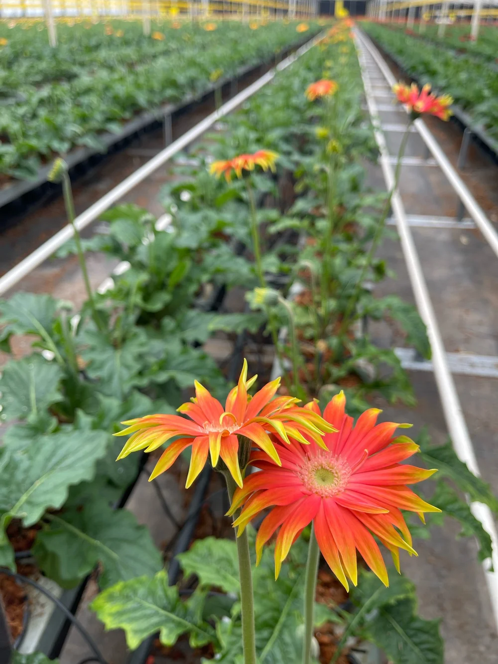 Vibrant Gerbera Daisy