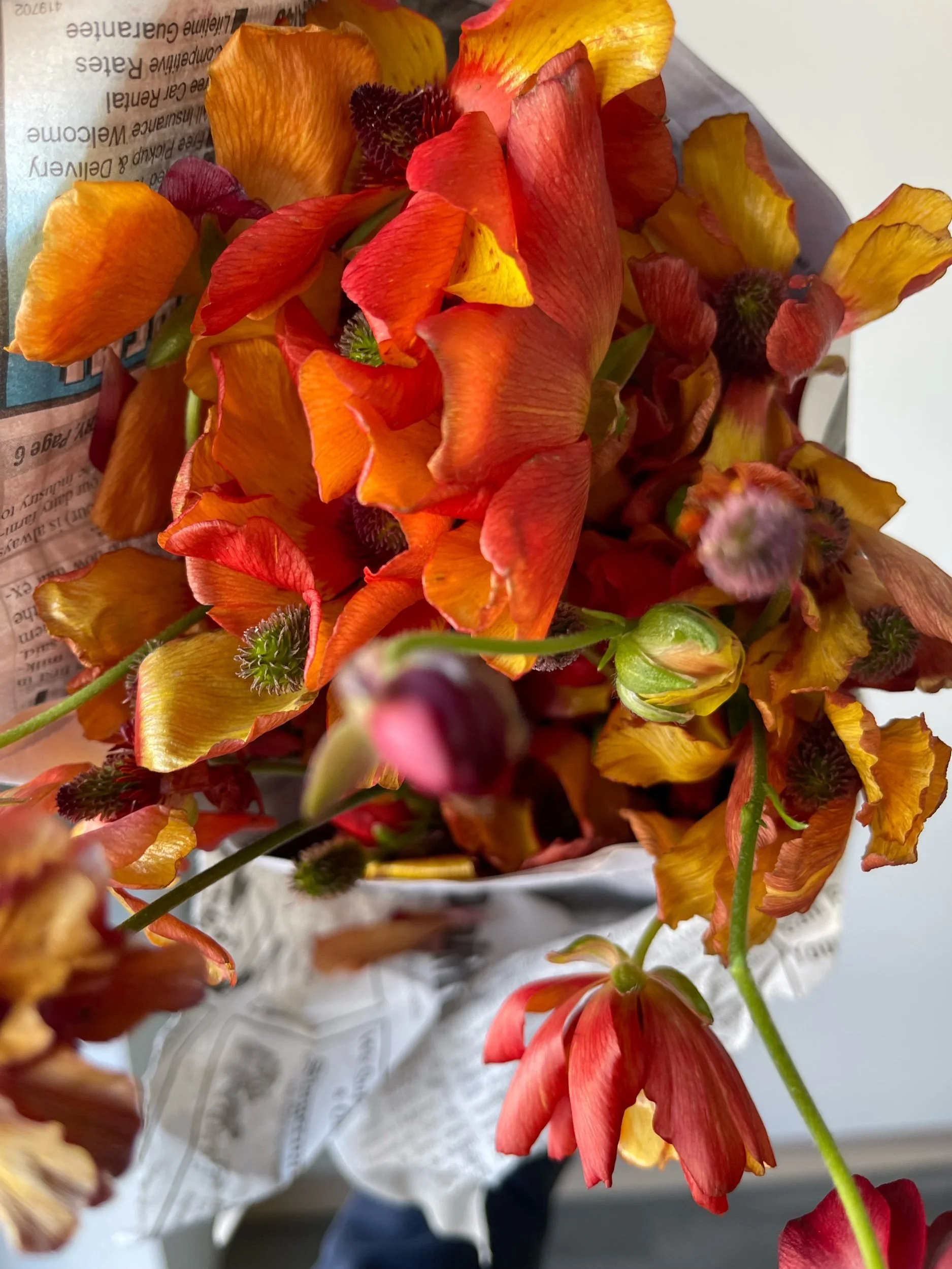 butterfly ranunculus