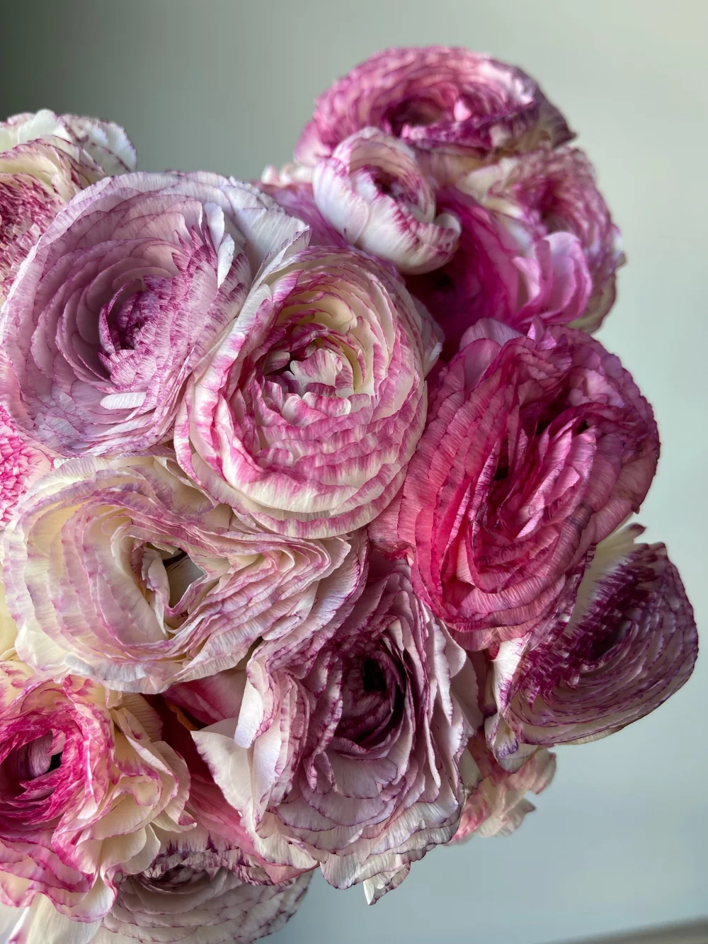 picotte ranunculus