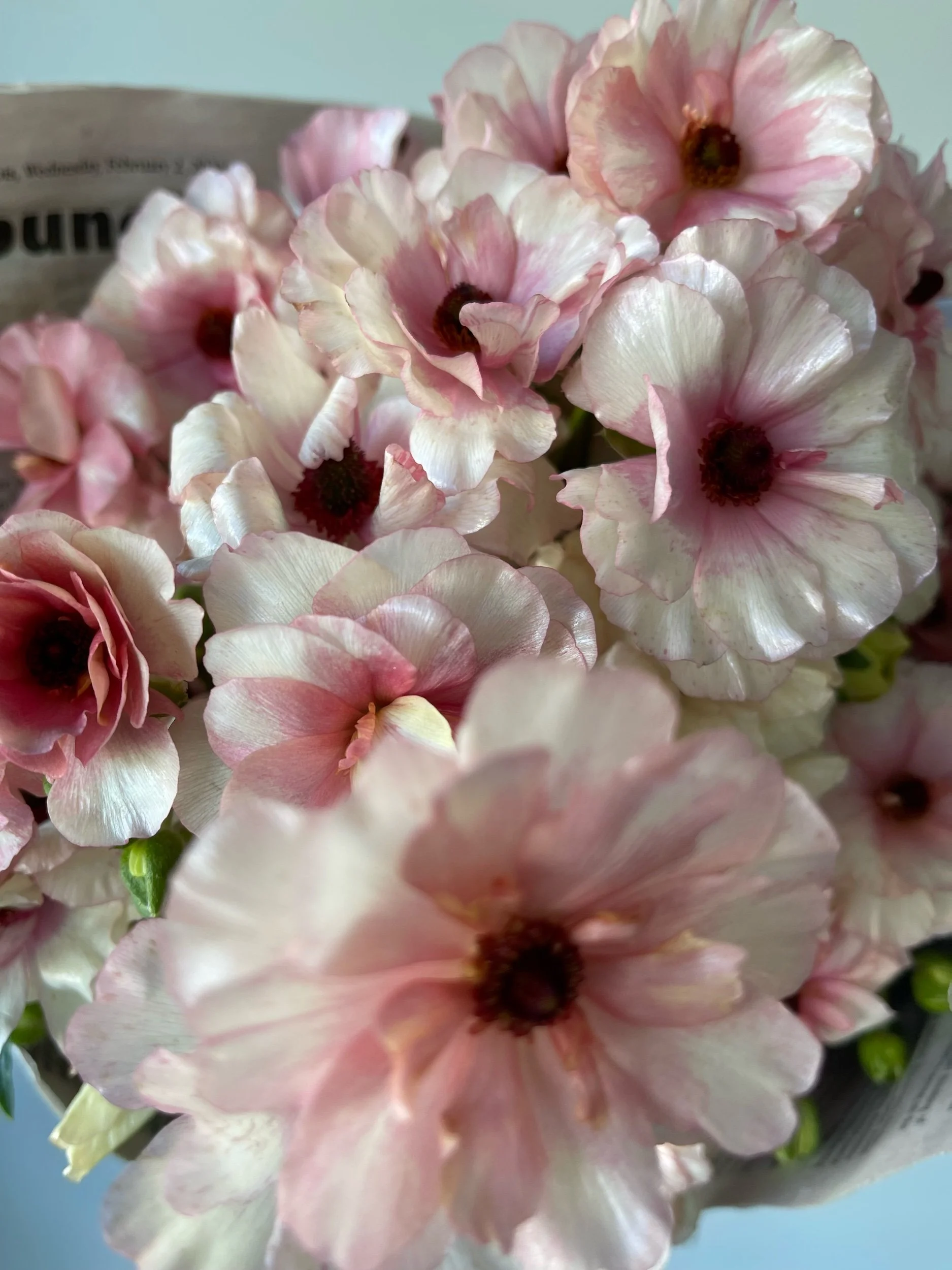 adriane butterfly ranunculus