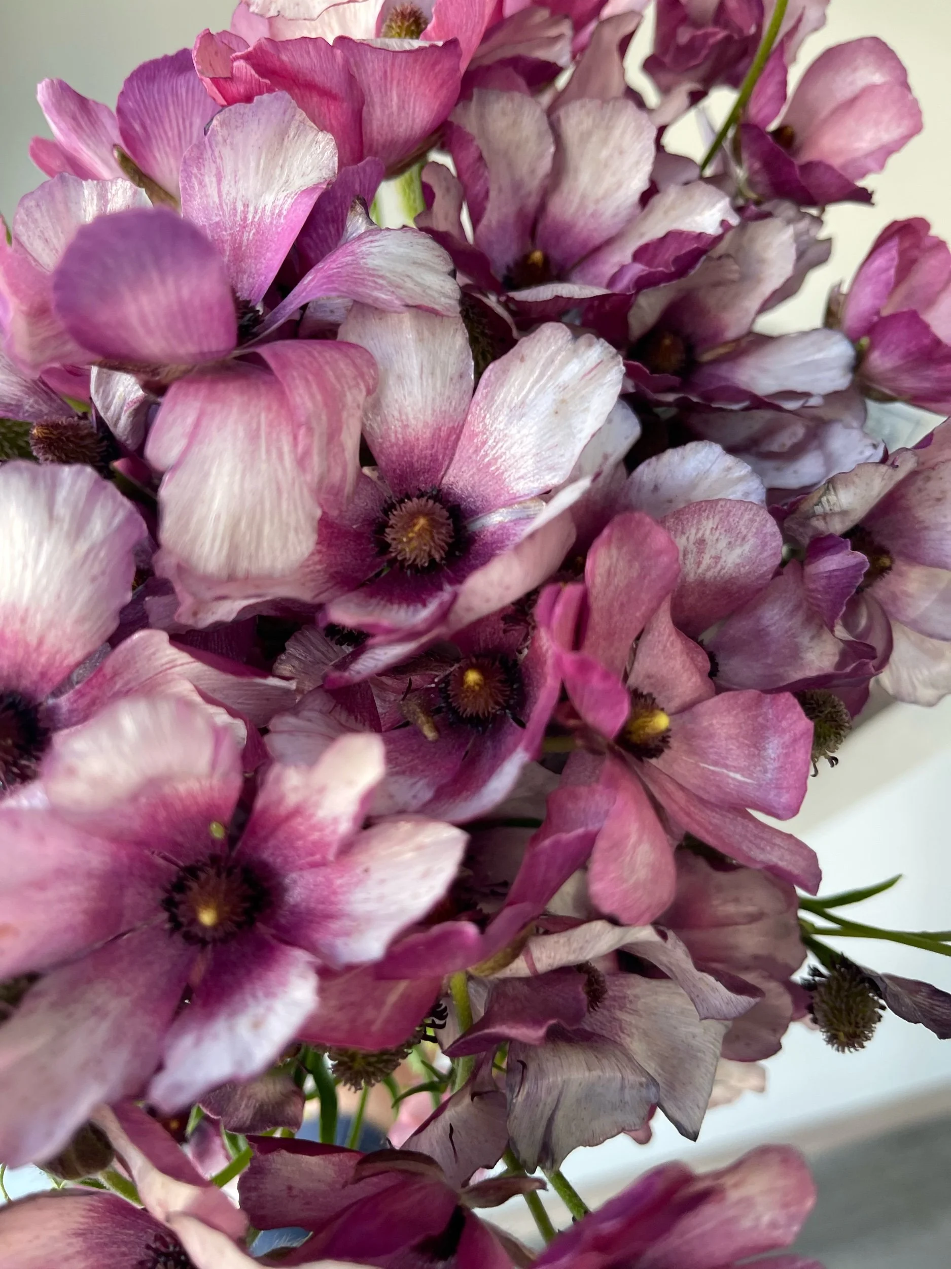 lavender butterfly ranunculus