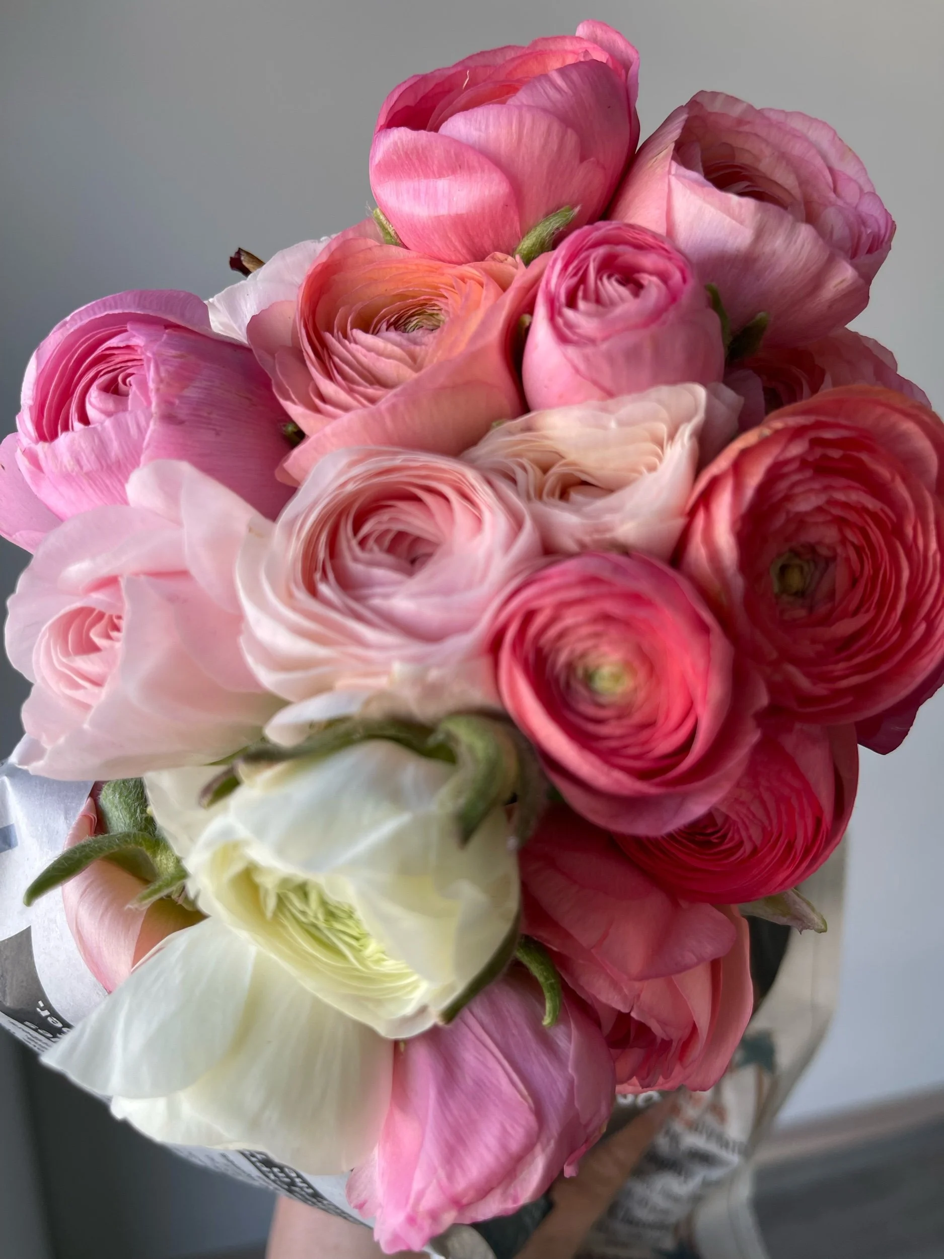 pastel ranunculus