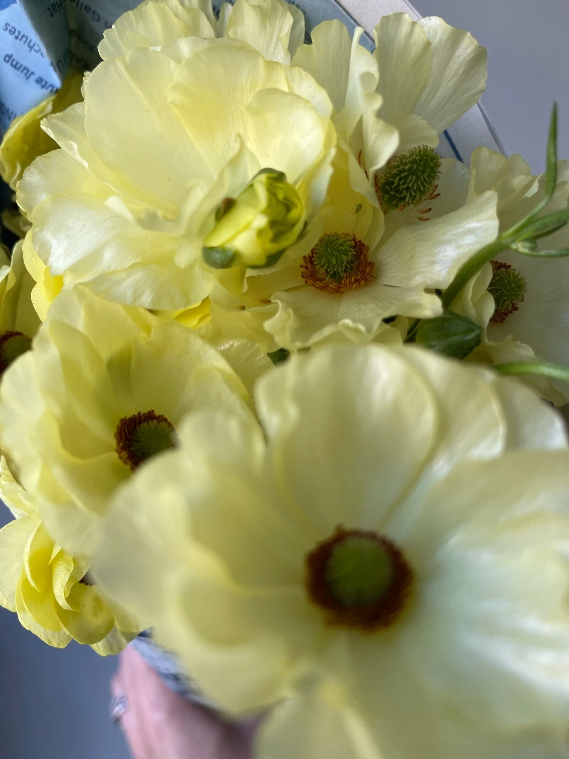 pale yellow ranunculus