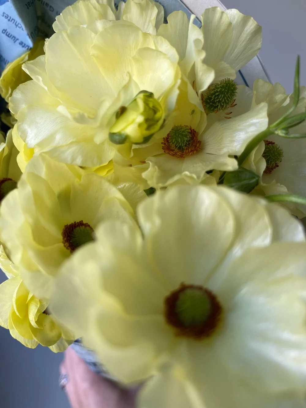 pale yellow ranunculus