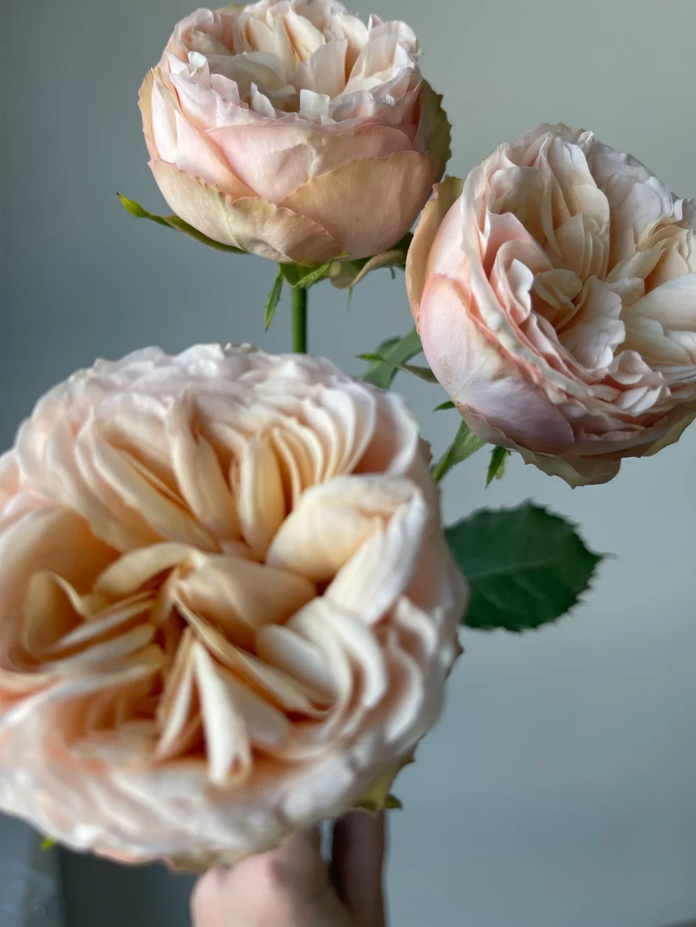 Eufloria Parasol Peach Garden Rose