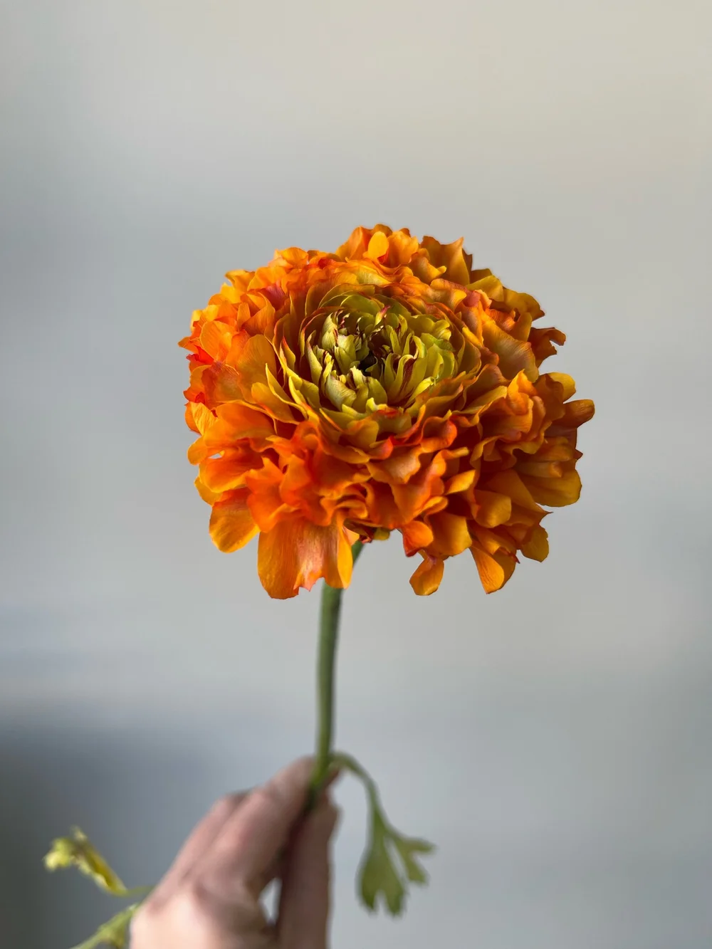 Garfield Ranunculus