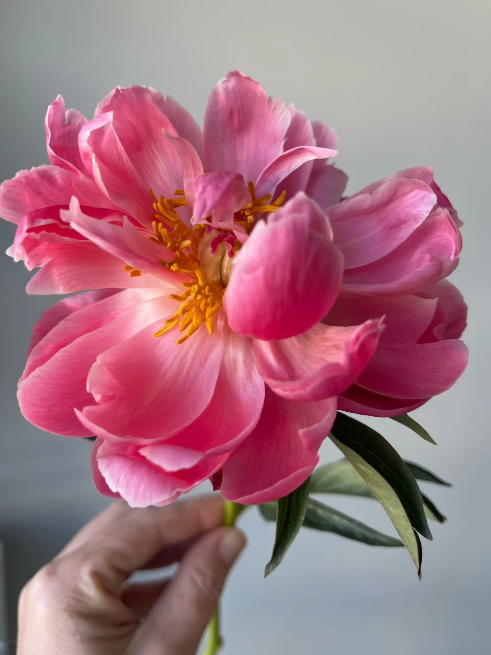 Coral Charm Peony