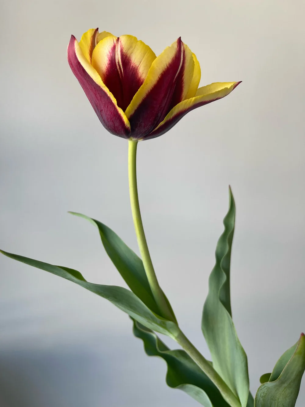 Gavoto Tulip