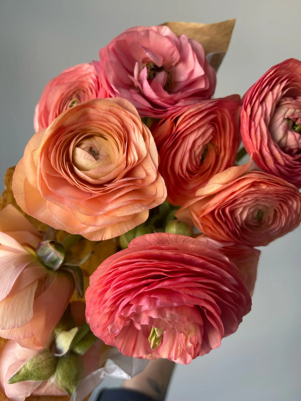 Salmon Ranunculus