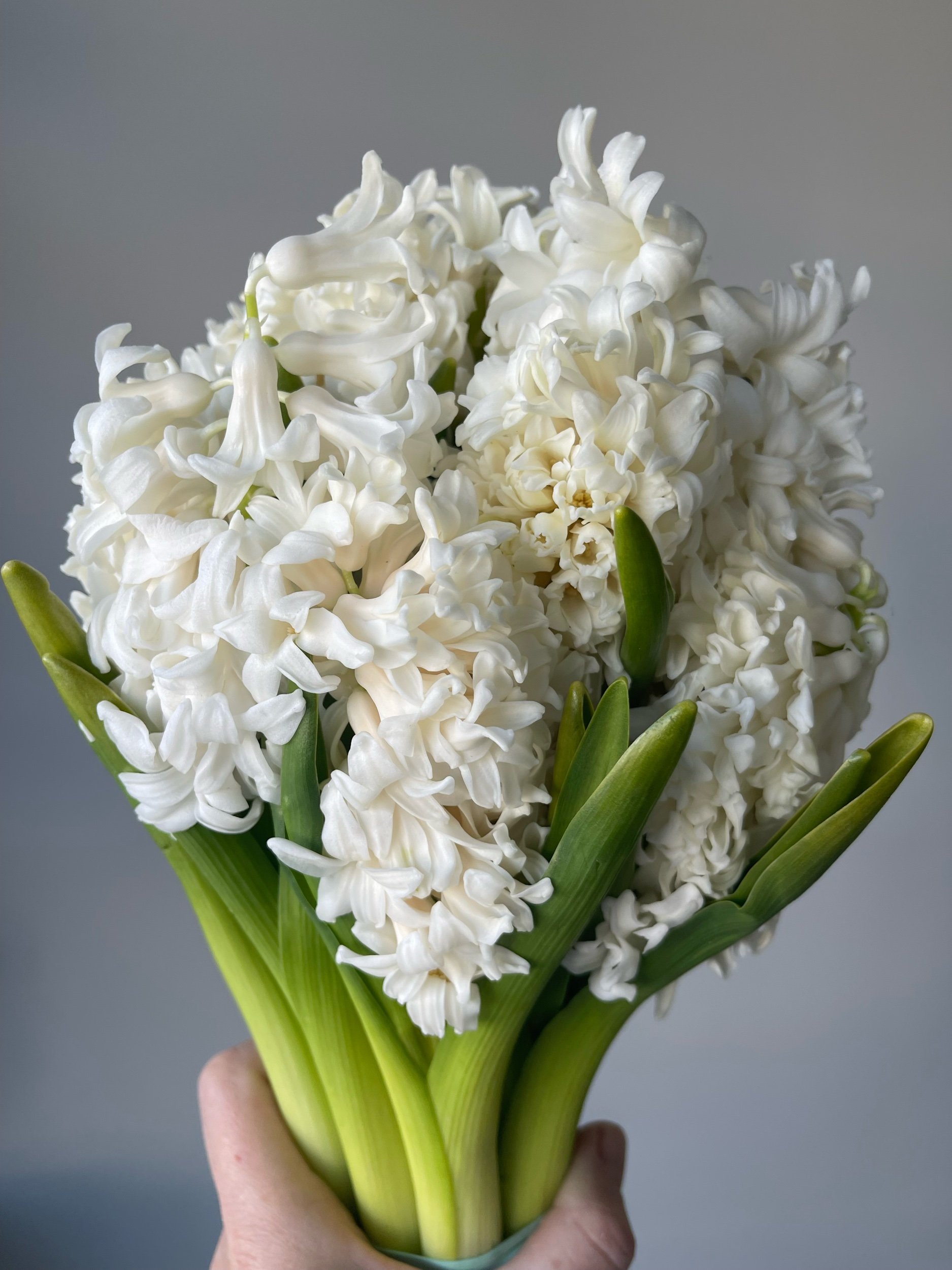 Hyacinth from Weatherlow