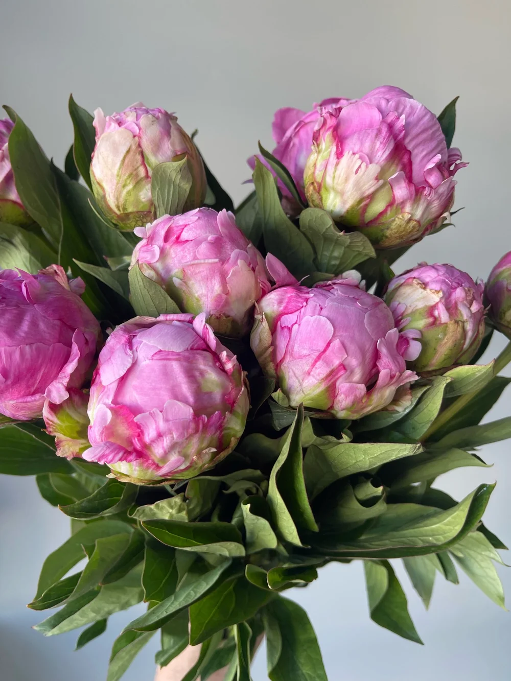 Peony