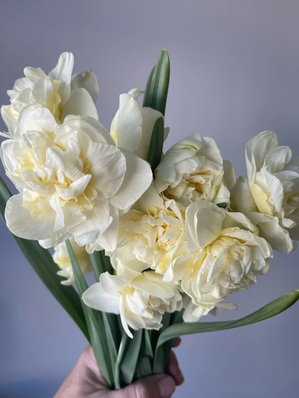 Narcissus / Daffodil