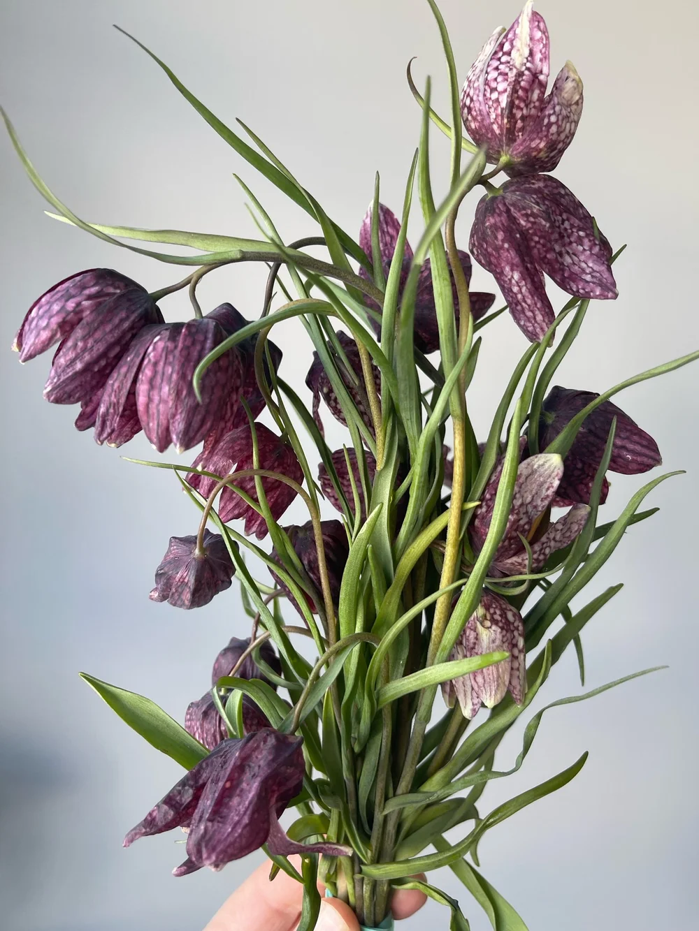 Fritillaria