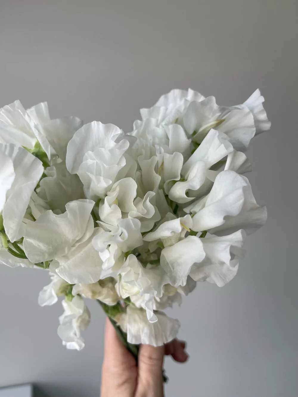 White Sweet Pea