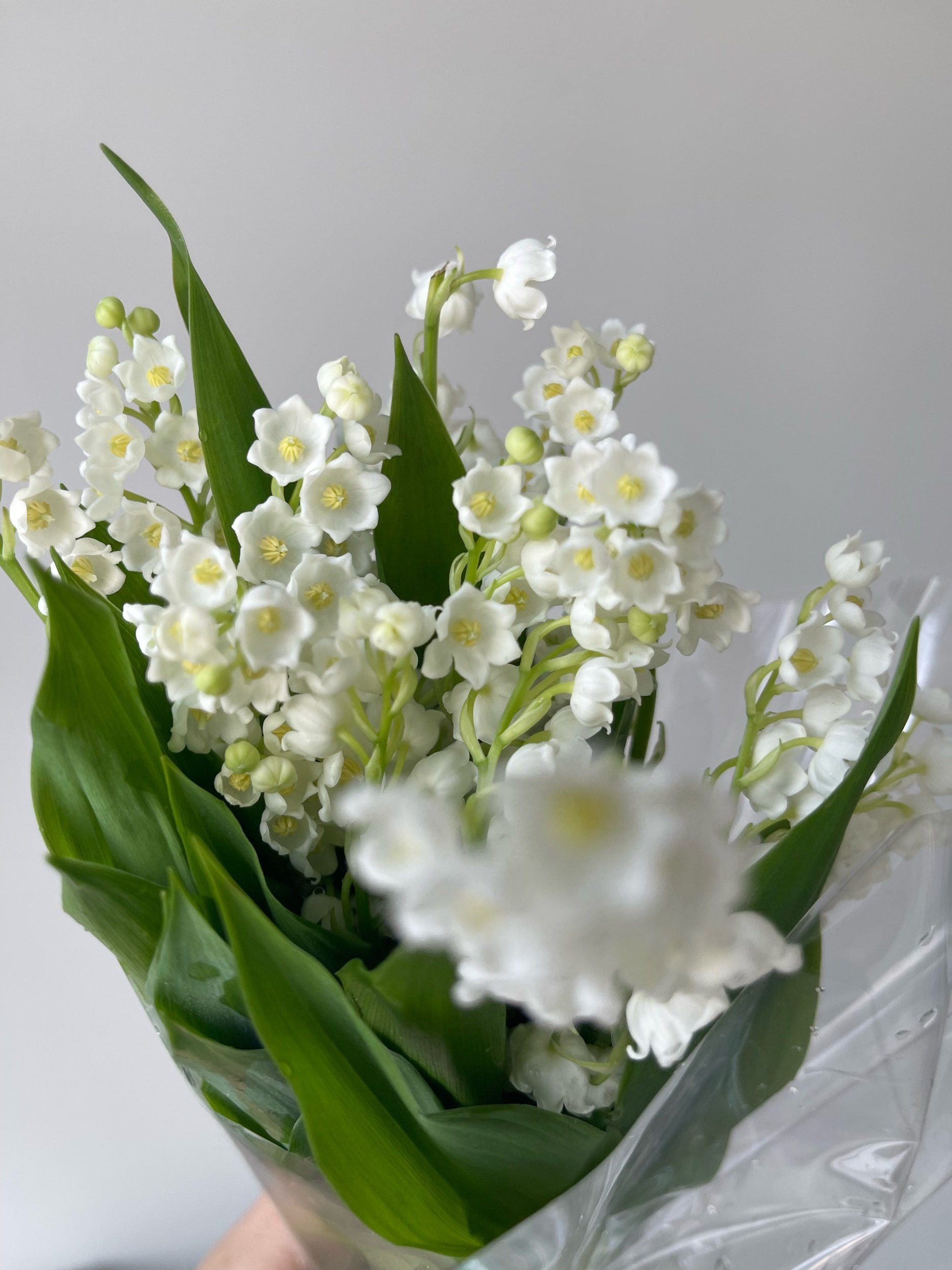 Lily of the Valley