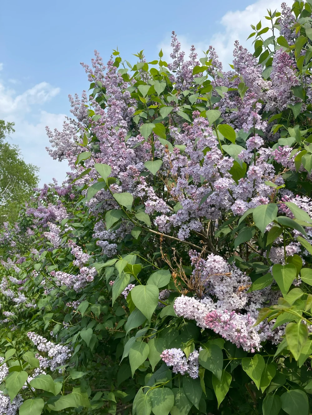 Lilacs Purple and White
