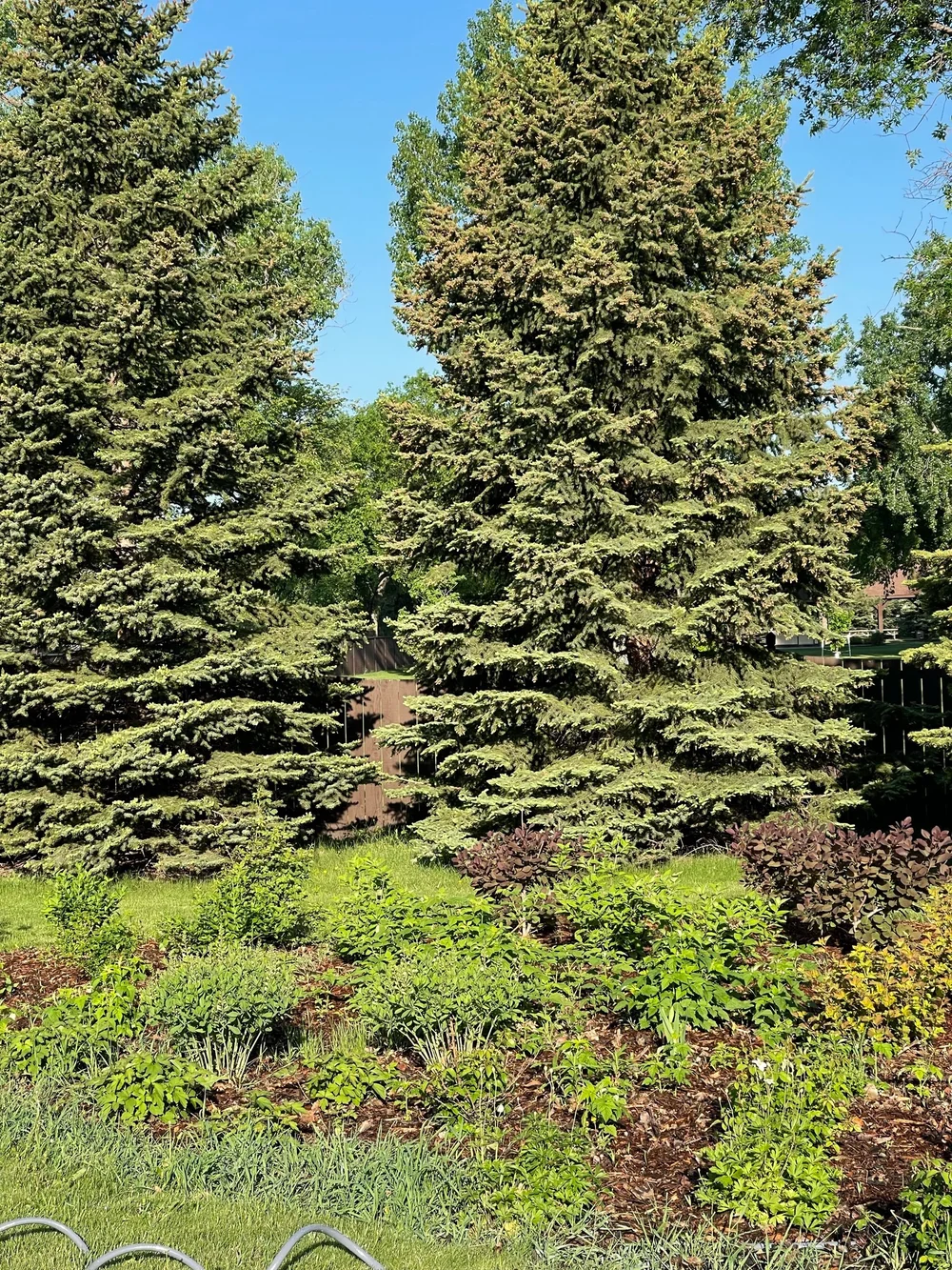 Perennial Cut Flower Shrubs