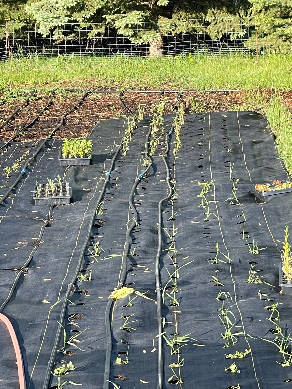 Seedlings waiting to be planted