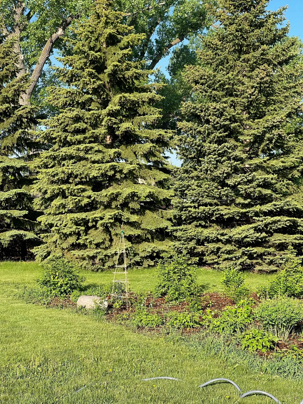 Fall Clematis Trellis