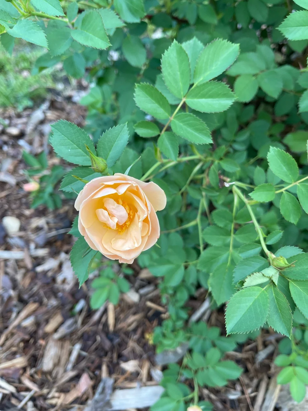 Garden Rose
